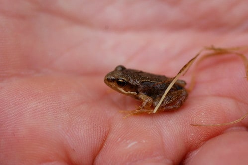 Tiny Frog