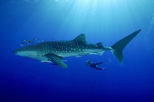 Whale shark