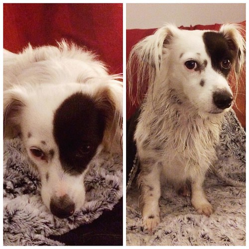 Mia, before and after a rare bath.