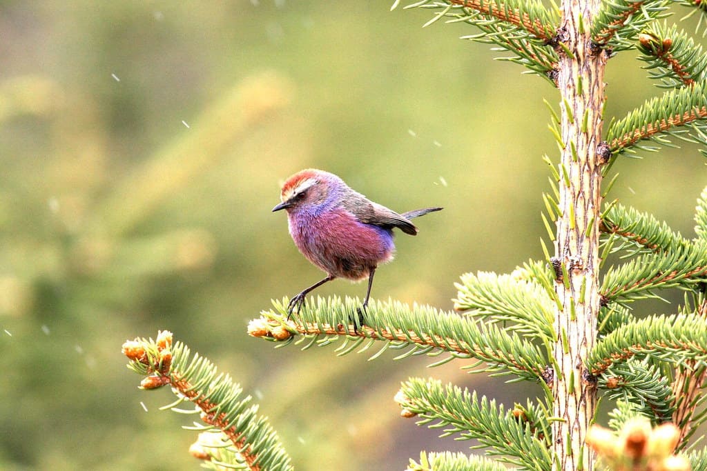 White-browed Tit Warbler